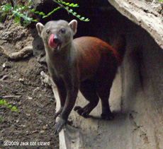 Ring-tailed Mongoose, Bronx Zoo