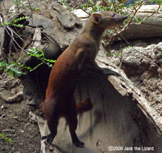 Ring-tailed Mongoose, Bronx Zoo