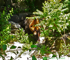 Grizzly bear, Bronx Zoo