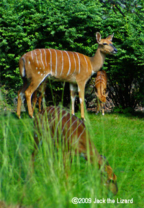 Nyala, Bronx Zoo