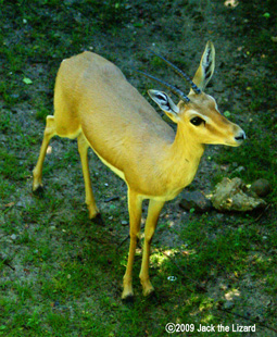 Slender-horned Gazelle, Bronx Zoo