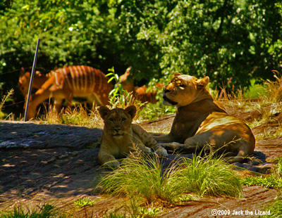 Lion, Bronx Zoo