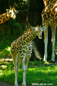 Giraffe, Bronx Zoo