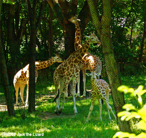 Giraffe, Bronx Zoo