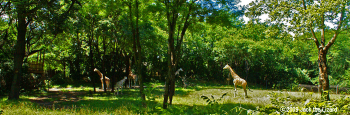 Giraffe, Bronx Zoo