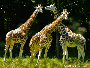 Giraffe, Bronx Zoo