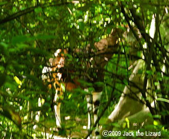 Okapi, Bronx Zoo