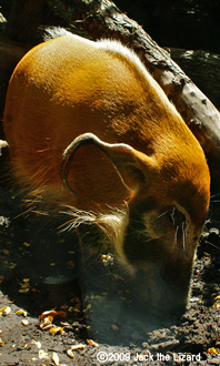 Red River Hog, Bronx