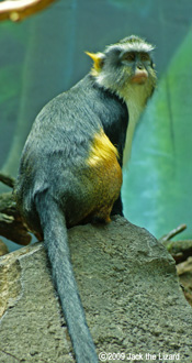 Wolf's Monkey, Bronx Zoo