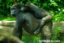 Western lowland gorilla, Bronx Zoo