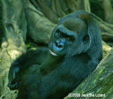 Western lowland gorilla, Bronx Zoo