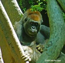 Western lowland gorilla, Bronx Zoo