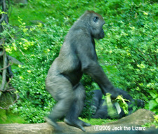 Western lowland gorilla, Bronx Zoo