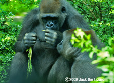 Western lowland gorilla, Bronx Zoo