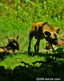 African Wild Dog, Bronx Zoo