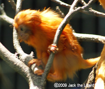 Golden lion tamarin, Bronx Zoo