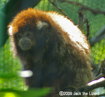 Dusky Titi, Bronx Zoo