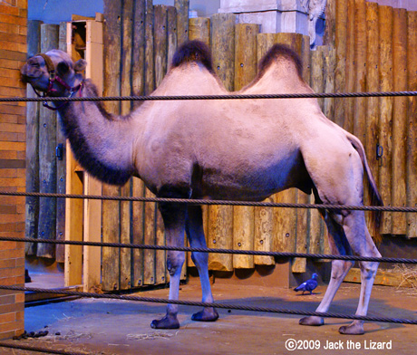 Bactrian Camel, Bronx Zoo