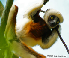 Coquerel's Sifaka, Bronx Zoo