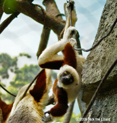 Coquerel's Sifaka, Bronx Zoo