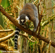 Raing-tailed lemur, Bronx Zoo