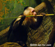 White-throated Capuchin, Bronx Zoo