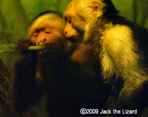 White-throated Capuchin, Bronx Zoo
