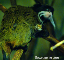 Emperor Tamarin, Bronx Zoo