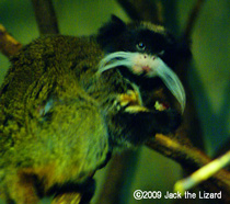 Emperor Tamarin, Bronx Zoo