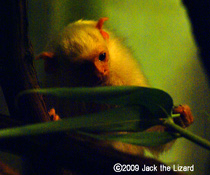 Silvery Marmoset, Bronx Zoo