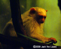Silvery Marmoset, Bronx Zoo