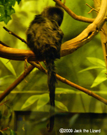 Goeldi's Monkey, Bronx Zoo