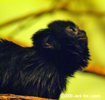 Goeldi's Monkey, Bronx Zoo