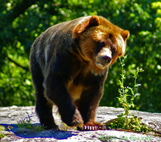 Grizzly bear, Bronx Zoo