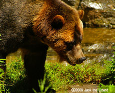 Grizzly bear, Bronx Zoo