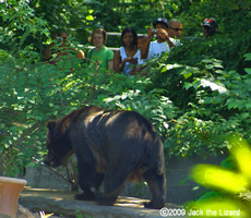 Grizzly bear, Bronx Zoo