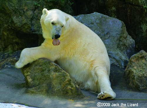 Polar Bear, Brox Zoo
