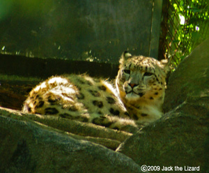 Snow Leopard, Bronx Zoo