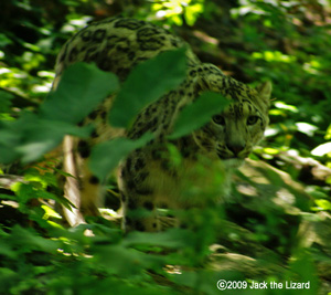 Snow Leopard, Bronx Zoo