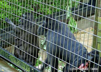 Mandrill, Chiba Zoological Park