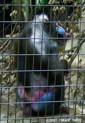 Mandrill, Chiba Zoological Park