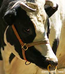 Cow, Chiba Zoological Park