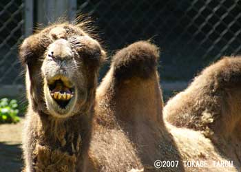 Bactrian Camel, Chiba Zoological Park