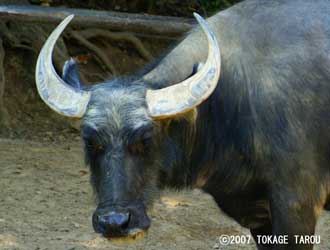 Yak, Chiba Zoological Park