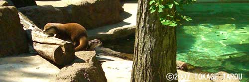 Otter, Chiba Zoological Park