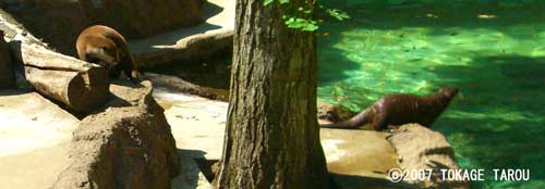 Otter, Chiba Zoological Park