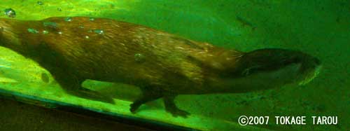 Otter, Chiba Zoological Park