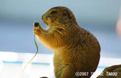 Prairie Dog, Chiba Zoological Park