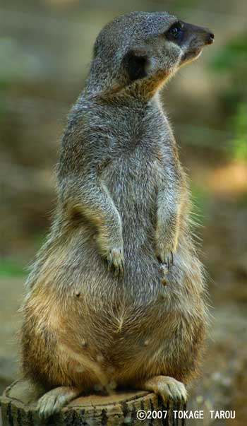 Meerkcat, Chiba Zoological Park