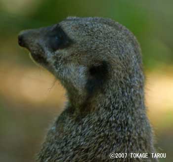 Meerkcat, Chiba Zoological Park